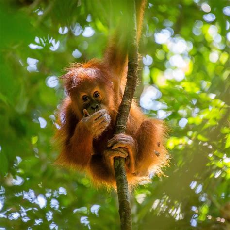Orangutan Rehabilitation and Release Programs: Helping Primates Return to the Wild